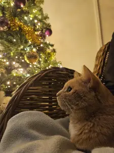 Christy 02 Merry Xmas